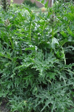 Stekelacanthus Acanthus spinosus 5-10 Pot P9