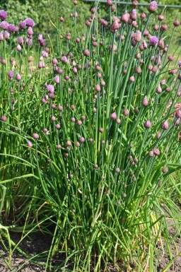 Bieslook Allium schoenoprasum 5-10 Pot P9