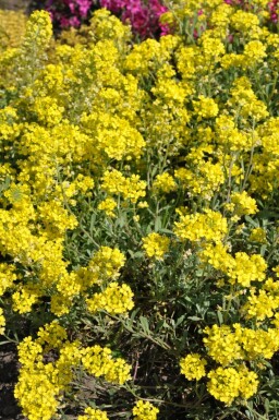 Schildzaad Alyssum montanum 'Berggold' 5-10 Pot P9