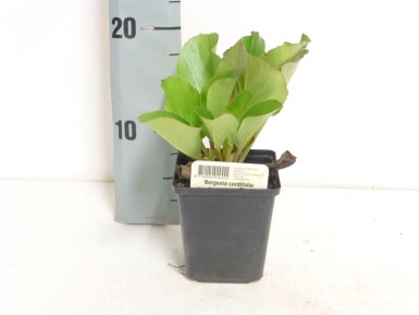 Schoenlappersplant Bergenia cordifolia 5-10 Pot P9