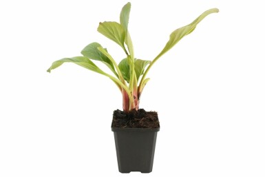Schoenlappersplant Bergenia cordifolia 'Bressingham White' 5-10 Pot P9