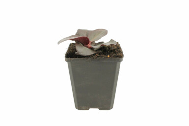 Schoenlappersplant Bergenia cordifolia 'Rotblum' 5-10 Pot P9