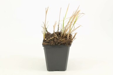Pluimstruisriet Calamagrostis acutiflora 'Karl Foerster' 5-10 Pot P9