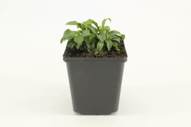 Perzikbladklokje Campanula persicifolia 'Alba' 5-10 Pot P9
