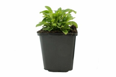 Perzikbladklokje Campanula persicifolia 'Coerulea' 5-10 Pot P9