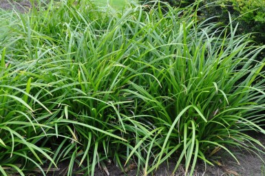 Zegge Carex foliosissima 'Irish Green' 5-10 Pot P9