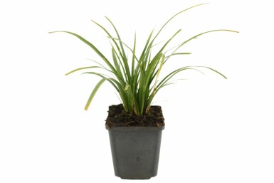 Zegge Carex morrowii 'Variegata' 5-10 Pot P9