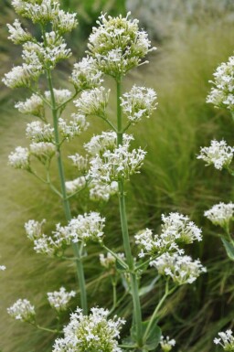 Witte spoorbloem Centranthus ruber 'Albus' 5-10 Pot P9