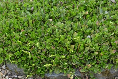 Goudkorrel Chiastophyllum oppositifolium 5-10 Pot P9