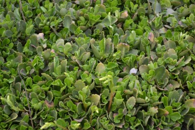 Goudkorrel Chiastophyllum oppositifolium 5-10 Pot P9