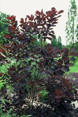 Pruikenboom Cotinus coggygria 'Royal Purple' Struik 20-30 Pot C2