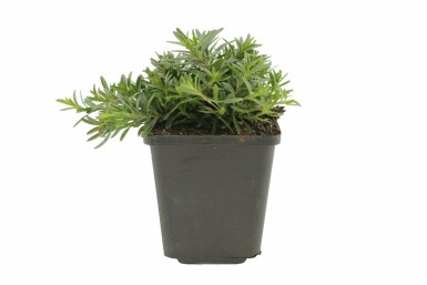 Steenanjer Dianthus deltoides 'Brilliant' 5-10 Pot P9
