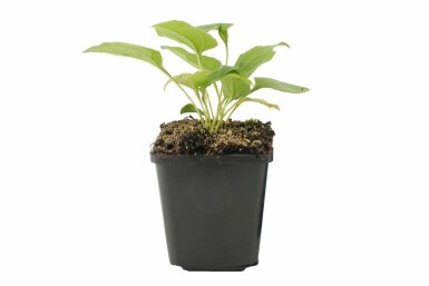 Zonnehoed Echinacea purpurea 'Alba' 5-10 Pot P9