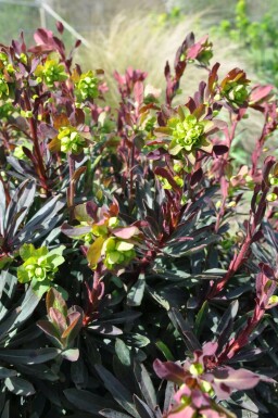 Amandelwolfsmelk Euphorbia amygdaloides 'Purpurea' 5-10 Pot P9