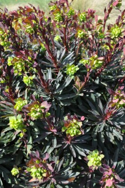 Amandelwolfsmelk Euphorbia amygdaloides 'Purpurea' 5-10 Pot P9