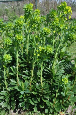 Wolfsmelk Euphorbia amygdaloides 'Robbiae' 5-10 Pot P9