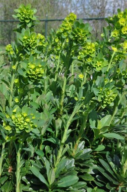 Wolfsmelk Euphorbia amygdaloides 'Robbiae' 5-10 Pot P9