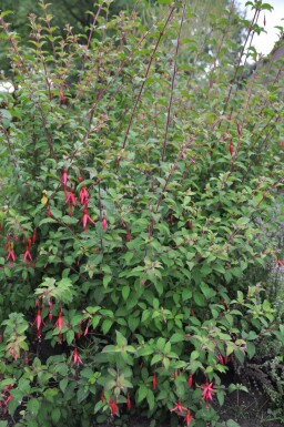Bellenplant Fuchsia magellanica 'Gracilis' 5-10 Pot P9
