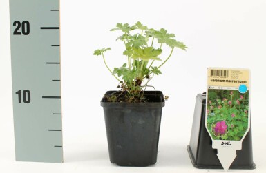 Ooievaarsbek Geranium macrorrhizum 5-10 Pot P9