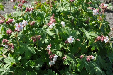 Ooievaarsbek Geranium macrorrhizum 'Spessart' 5-10 Pot P9