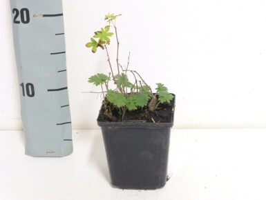 Bloedooievaarsbek Geranium sanguineum 5-10 Pot P9