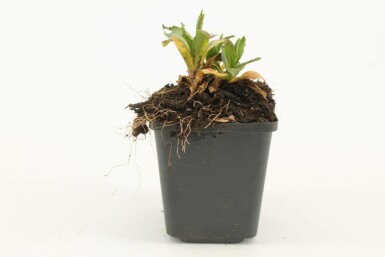 Zonnekruid Helenium hoopesii 5-10 Pot P9