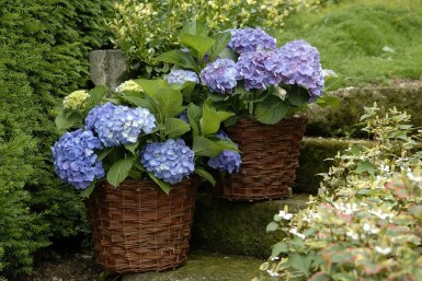 Hortensia Hydrangea macrophylla 'Forever & Ever® Blue' Struik 30-40 Pot C5