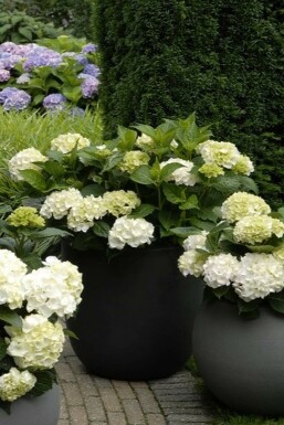 Hortensia Hydrangea macrophylla 'Forever & Ever® White' Struik 20-30 Pot C5