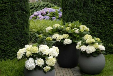 Hortensia Hydrangea macrophylla 'Forever & Ever® White' Struik 20-30 Pot C5