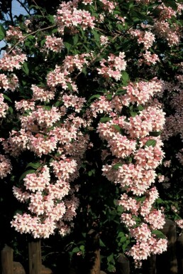 Koninginnestruik Kolkwitzia amabilis 'Pink Cloud' Struik 30-40 Pot C3