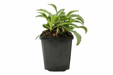 Margriet Leucanthemum (S) 'Snow Lady' 5-10 Pot P9