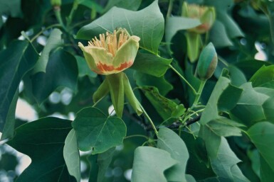 Amerikaanse tulpenboom Liriodendron tulipifera Struik 30-40 Pot C5