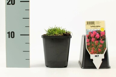 Koekoeksbloem Lychnis alpina 'Rosea' 5-10 Pot P9
