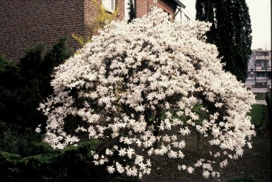 Stermagnolia Magnolia stellata Struik 20-30 Pot C2