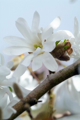 Stermagnolia Magnolia stellata Struik 20-30 Pot C2