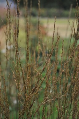 Pijpestrootje Molinia caerulea 'Heidebraut' 5-10 Pot P9