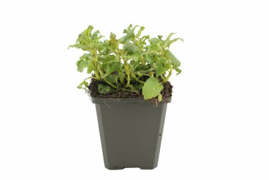 Bergamotplant Monarda 'Cambridge Scarlet' 5-10 Pot P9