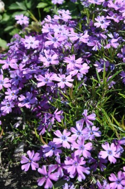 Vlambloem Phlox subulata 'Purple Beauty' 5-10 Pot P9