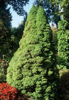 Dwergspar Picea glauca 'Conica Perfecta' Struik 20-30 Pot C2