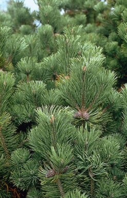 Bergden Pinus mugo mughus Struik 20-30 Pot C2
