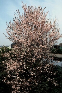 Kerspruim Prunus cerasifera 'Nigra' Struik 40-50 Pot C3