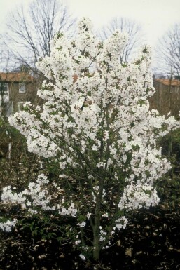 Sierkers Prunus nipponica 'Brillant' Struik 30-40 Pot C3