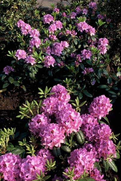 Rhododendron 'Catawbiense grandiflorum'