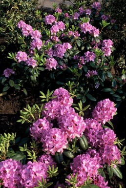 Rhododendron Rhododendron 'Catawbiense grandiflorum' Struik 60-80 Pot C12