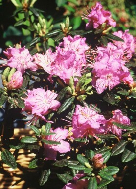 Dwergrhododendron Rhododendron 'Ramapo' Struik 20-30 Pot C2