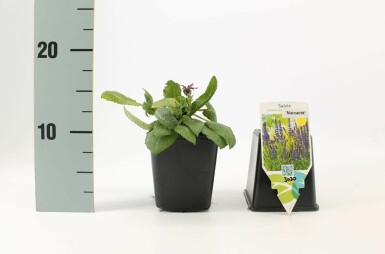 Salie Salvia nemorosa 'Mainacht' 5-10 Pot P9