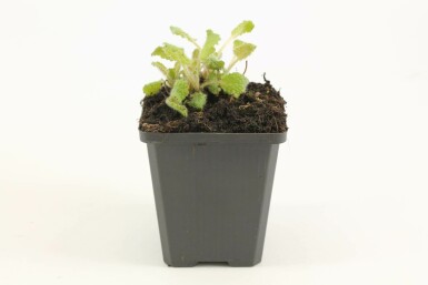 Kranssalie Salvia verticillata 'Purple Rain' 5-10 Pot P9