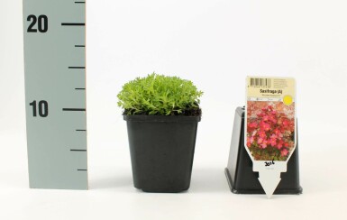 Steenbreek Saxifraga (A) 'Blütenteppich' 5-10 Pot P9