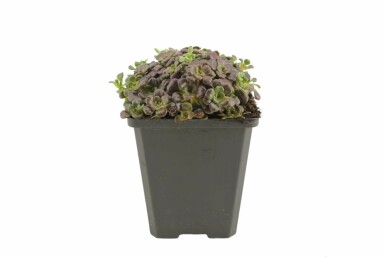 Vetkruid Sedum spathulifolium 'Purpureum' 5-10 Pot P9