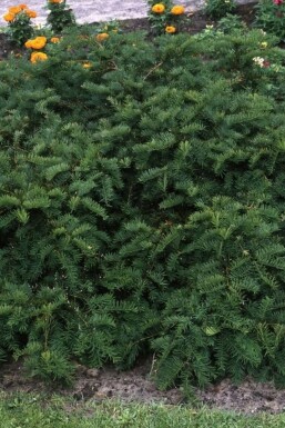 Kruipende venijnboom Taxus baccata 'Repandens' Struik 20-30 Pot C2